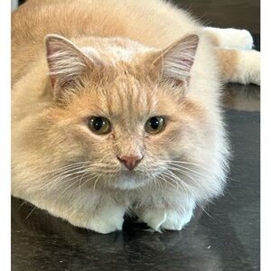 New items added!  New posher assistant adopted. Meet Peaches.